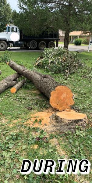 During the process of a tree removal